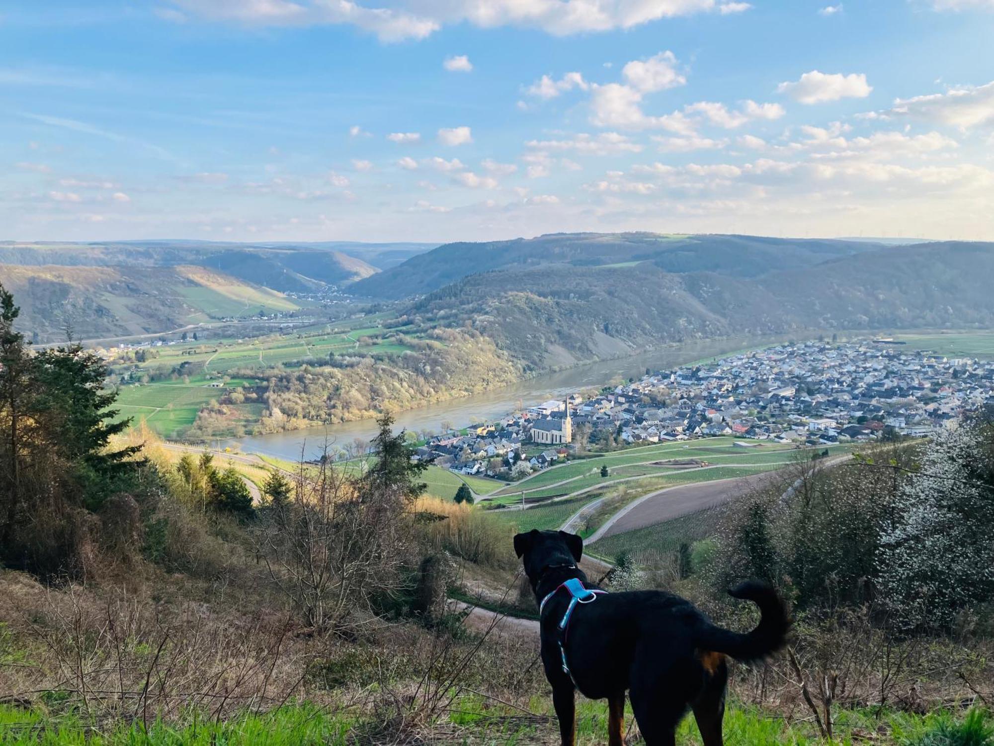 Neu - Ferienwohnungen Im Winzergarten Traben-Trarbach Esterno foto